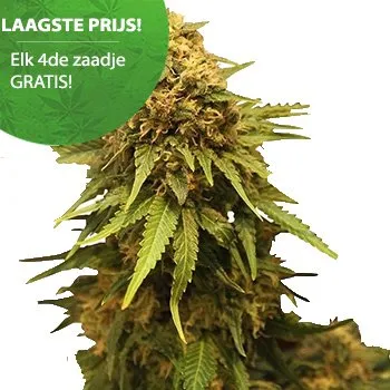 Critical autoflower wietzaden