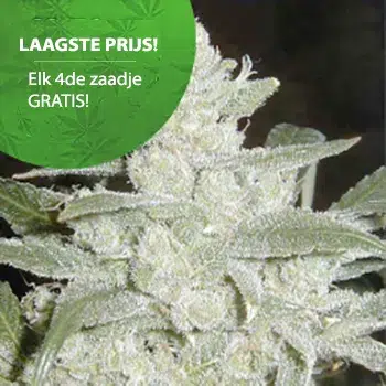 Silver haze wietzaadjes