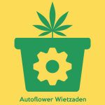 autoflower wietzaden