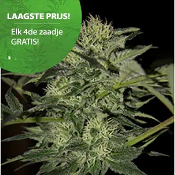 Blue berry autoflower wietzaden