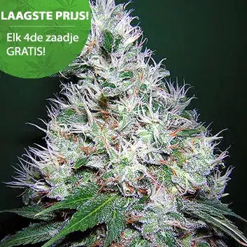 Bubbelgum autoflower wietzaden