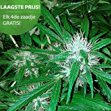 Northernlight autoflower wietzaden